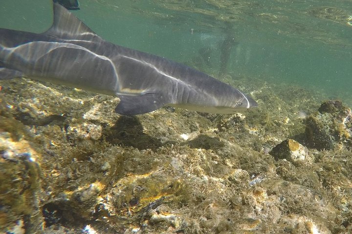 Sal Island Lemon Shark Experience with Native Guide