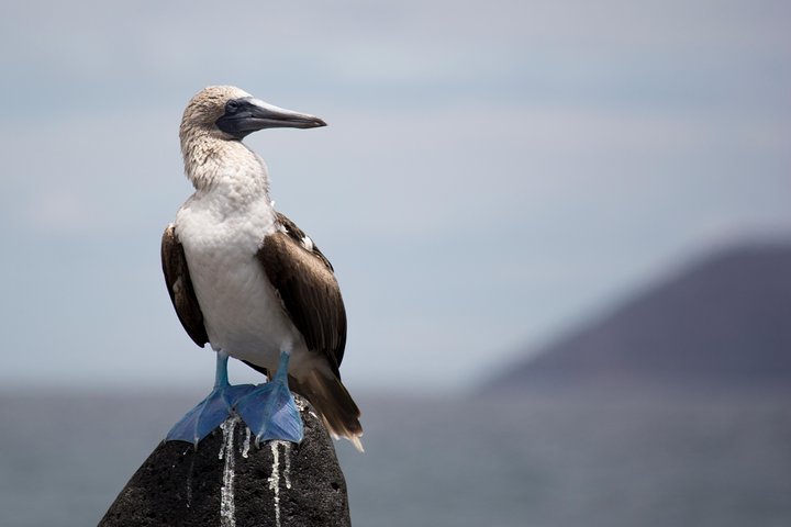 Day Trip to North Seymour Island from Puerto Ayora