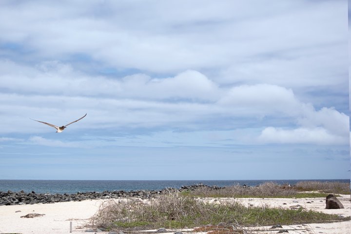 Day Trip to North Seymour Island from Puerto Ayora