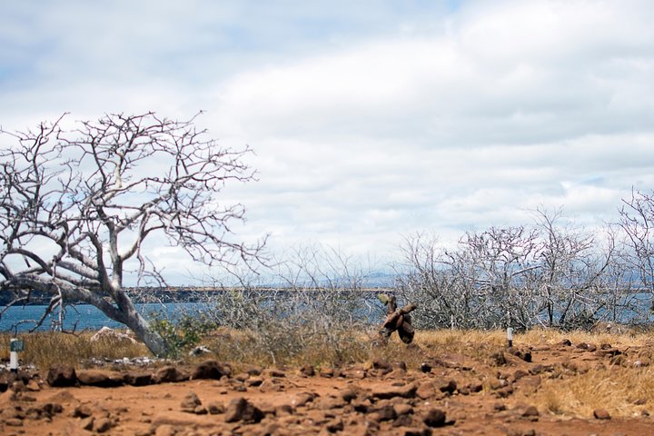 Day Trip to North Seymour Island from Puerto Ayora