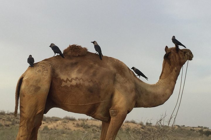 Bikaner Camel Breeding Farm & other Highlights