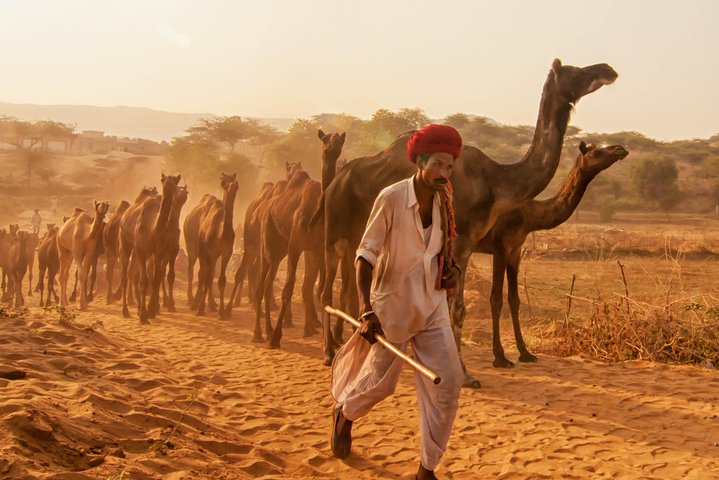 Bikaner Camel Breeding Farm & other Highlights