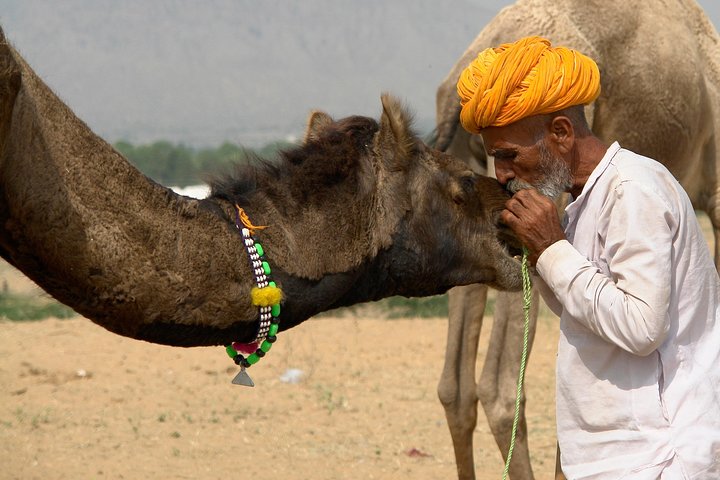 Bikaner Camel Breeding Farm & other Highlights