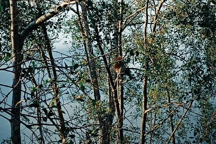 Proboscis Monkey and Fireflies River Cruise