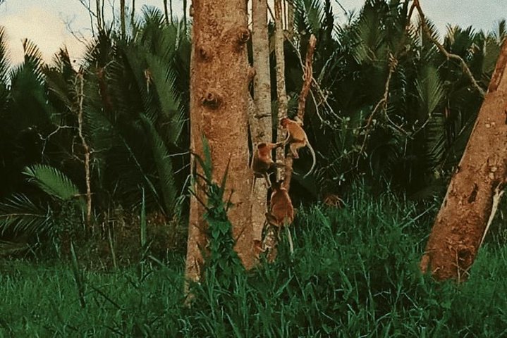 Proboscis Monkey and Fireflies River Cruise