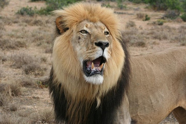 Addo Elephant National Park Tours from Port Elizabeth