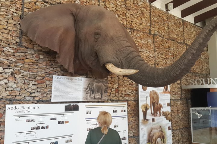 Addo Elephant National Park Tours from Port Elizabeth