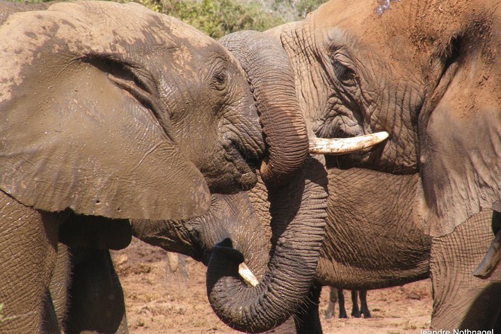 Addo Elephant National Park Tours from Port Elizabeth