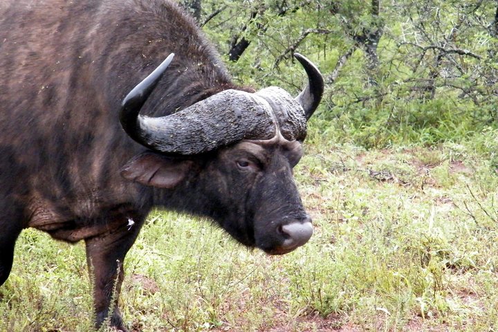Addo Elephant National Park Tours from Port Elizabeth