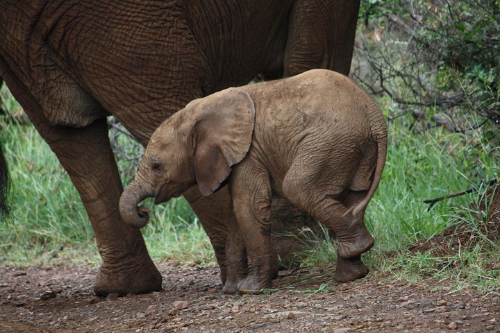 Addo Elephant National Park Tours from Port Elizabeth