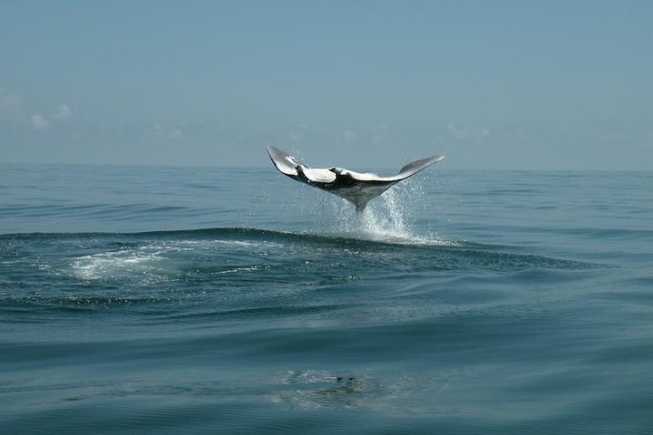 Whale Shark and Snorkeling Adventure from Isla Holbox