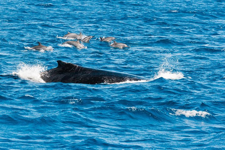 VIP luxury chartered escapes, exploring the reef at your own pace