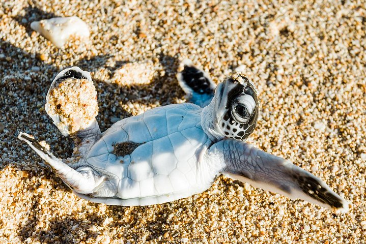 VIP luxury chartered escapes, exploring the reef at your own pace