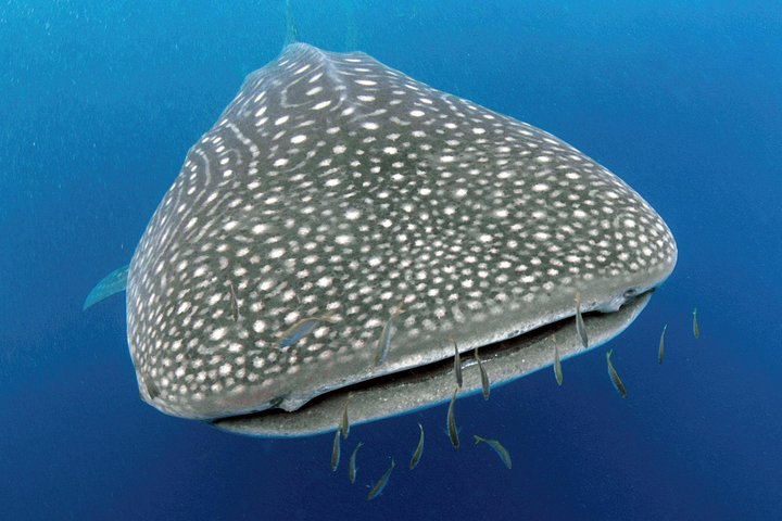 VIP luxury chartered escapes, exploring the reef at your own pace