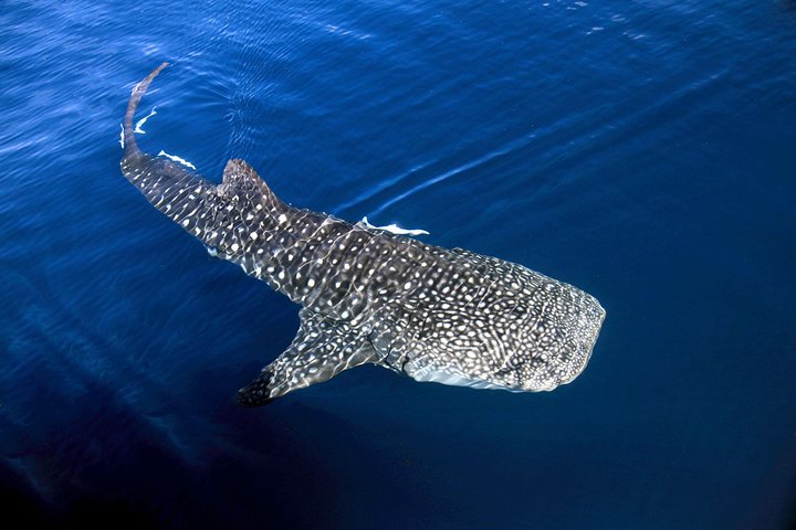 VIP luxury chartered escapes, exploring the reef at your own pace