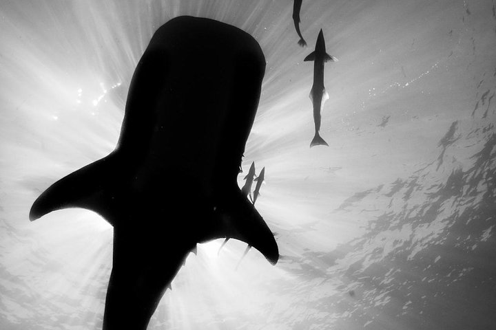 VIP luxury chartered escapes, exploring the reef at your own pace