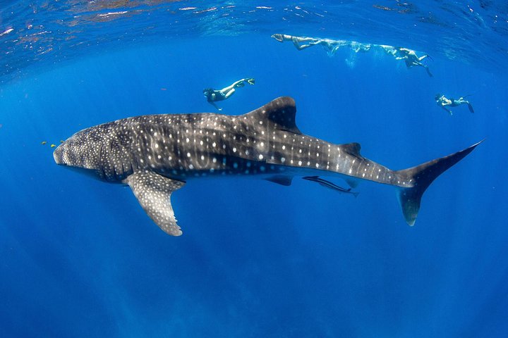 VIP luxury chartered escapes, exploring the reef at your own pace