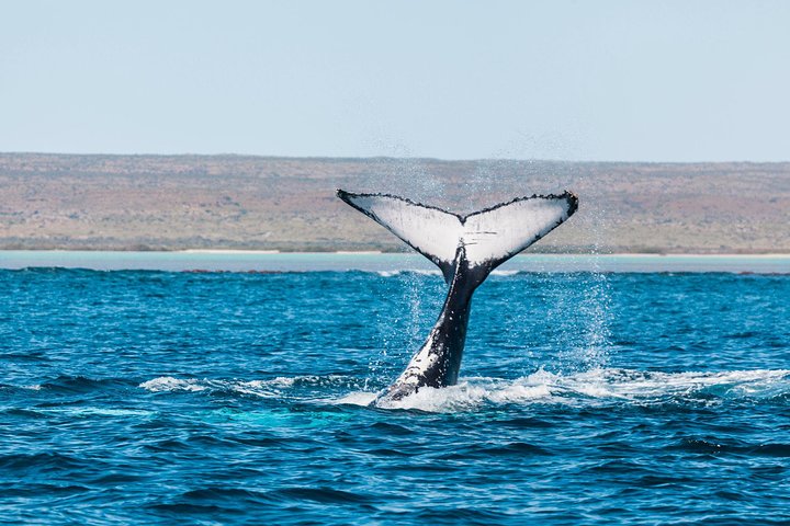 VIP luxury chartered escapes, exploring the reef at your own pace
