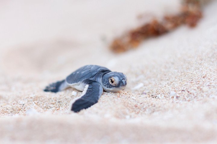 VIP luxury chartered escapes, exploring the reef at your own pace