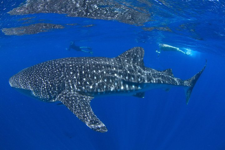 VIP luxury chartered escapes, exploring the reef at your own pace