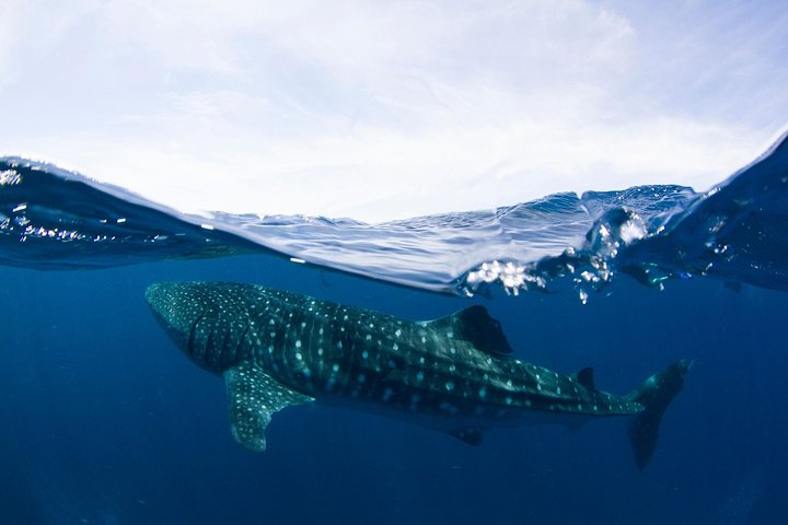 VIP luxury chartered escapes, exploring the reef at your own pace