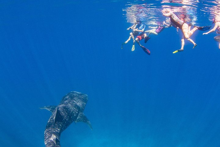 VIP luxury chartered escapes, exploring the reef at your own pace