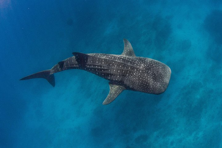 VIP luxury chartered escapes, exploring the reef at your own pace