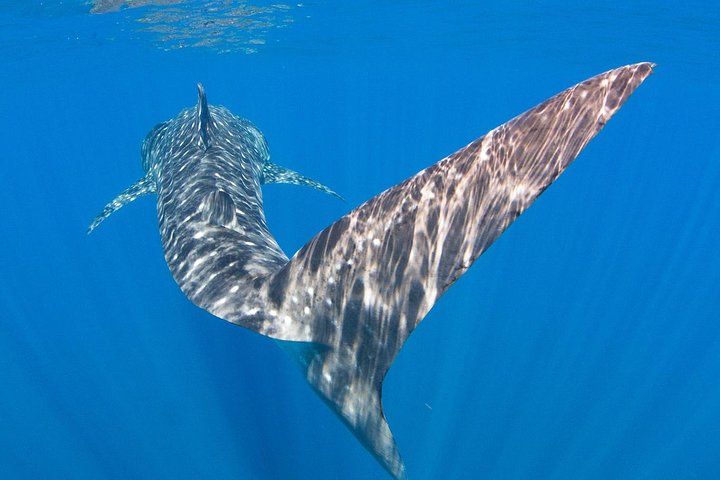 VIP luxury chartered escapes, exploring the reef at your own pace