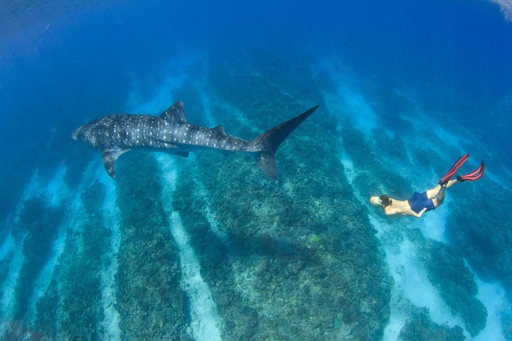 VIP luxury chartered escapes, exploring the reef at your own pace
