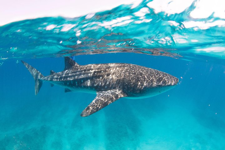 VIP luxury chartered escapes, exploring the reef at your own pace