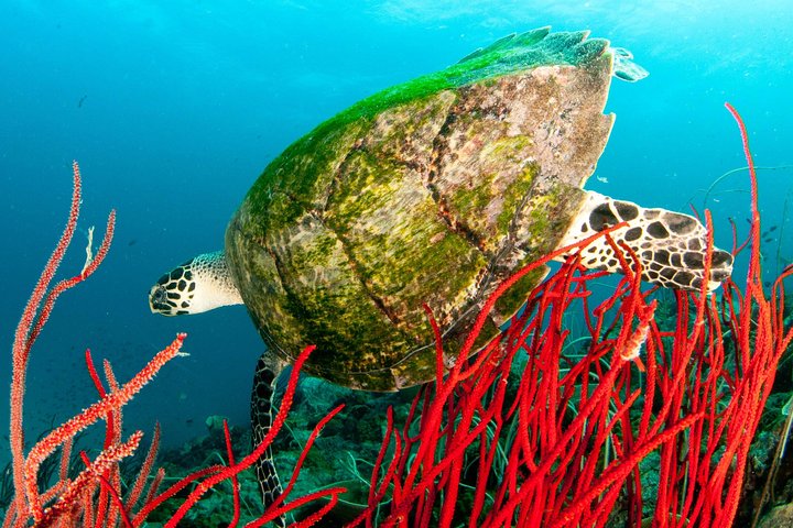 Scuba Diving Day Trip at Koh Chang – 2 Dives