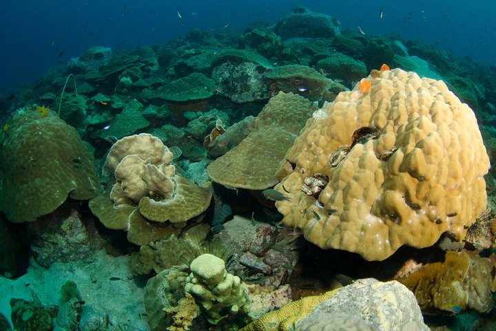 Snorkeling Adventure at Koh Chang – Departing from Koh Chang