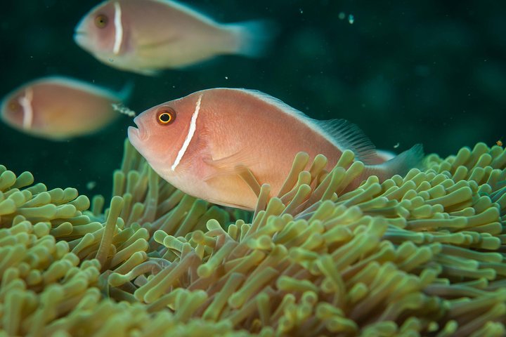 Snorkeling Adventure at Koh Chang – Departing from Koh Chang