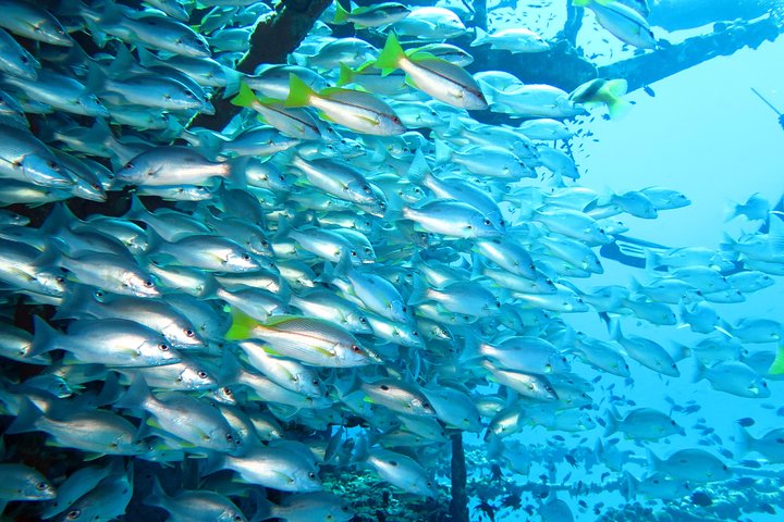 Padi open water diver course, become a diver in 3 days