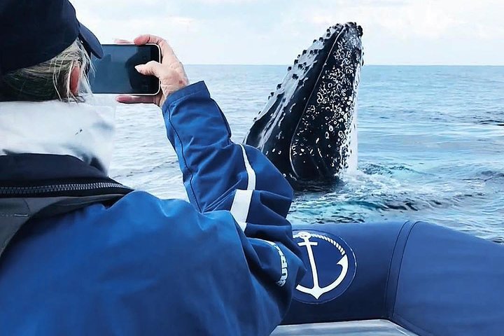 Premier Whale Watching Byron Bay