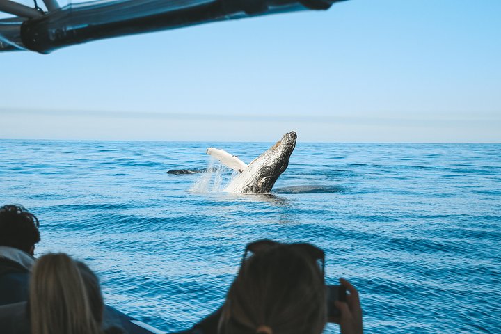 Premier Whale Watching Byron Bay