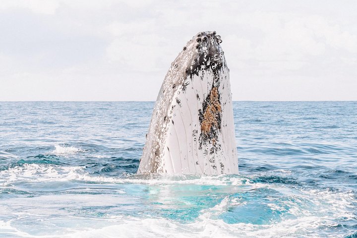 Premier Whale Watching Byron Bay