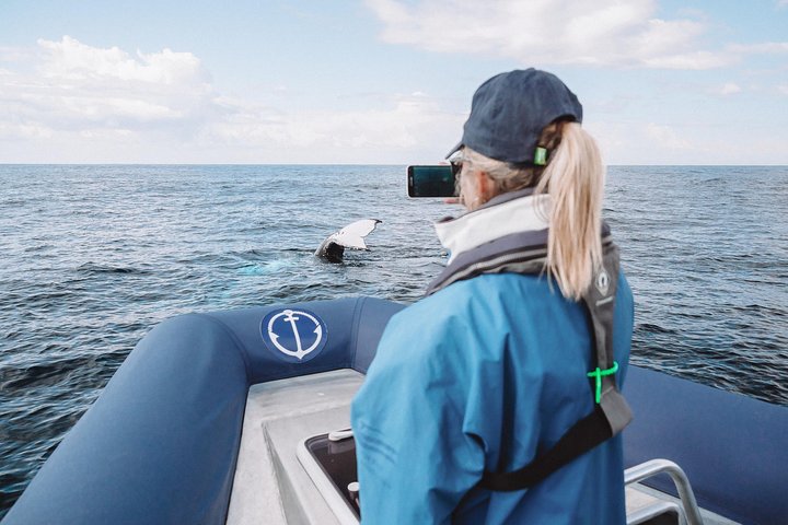Premier Whale Watching Byron Bay