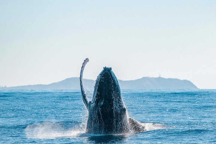 Premier Whale Watching Byron Bay