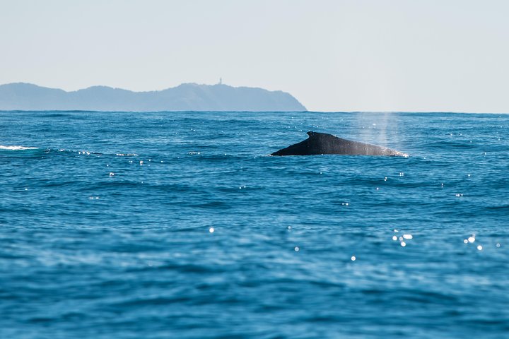 Premier Whale Watching Byron Bay