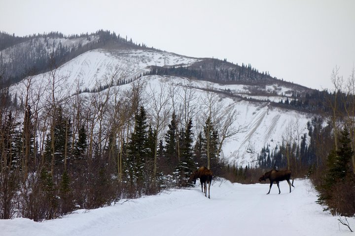 Alaskan Back Country Side by Side ATV Adventure with Meal