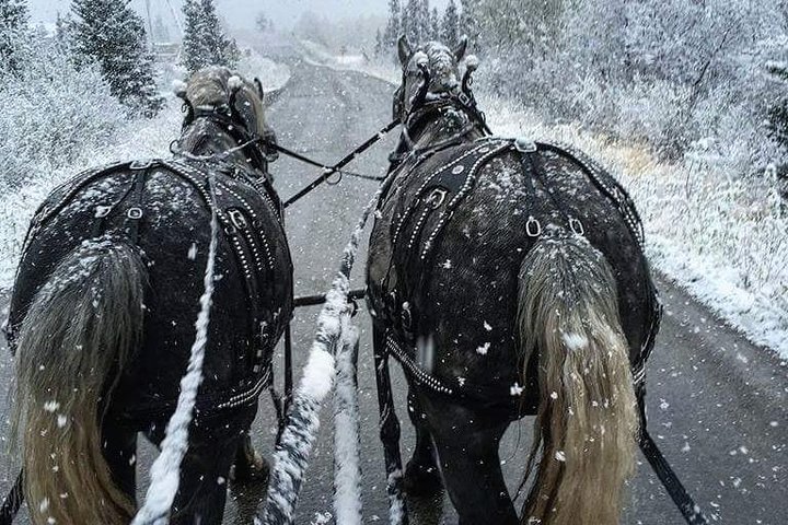 Horse-Drawn Covered Wagon Ride with Backcountry Dining