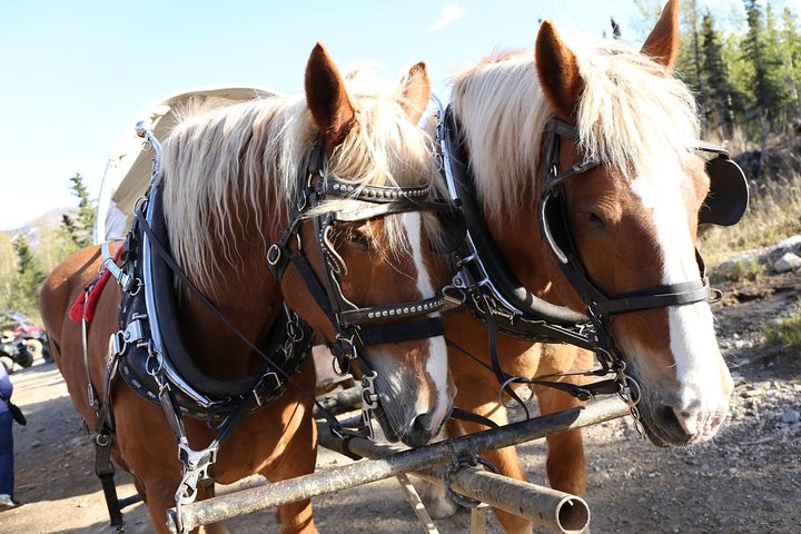 Horse-Drawn Covered Wagon Ride with Backcountry Dining