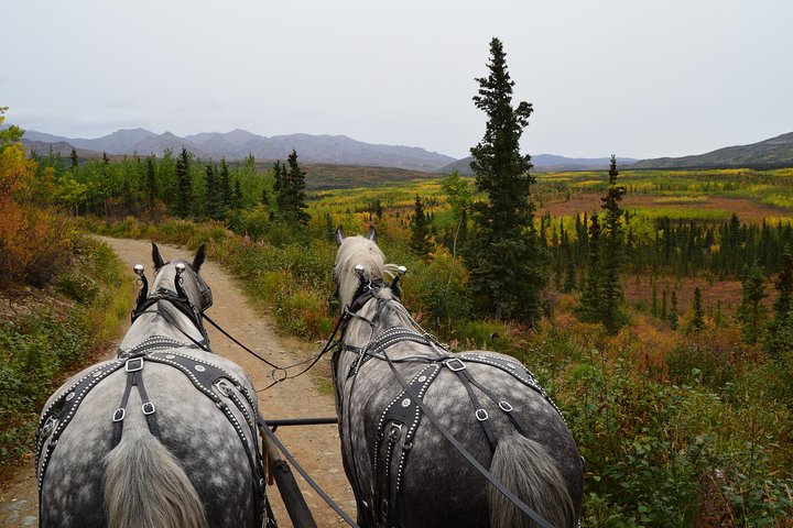 Horse-Drawn Covered Wagon Ride with Backcountry Dining