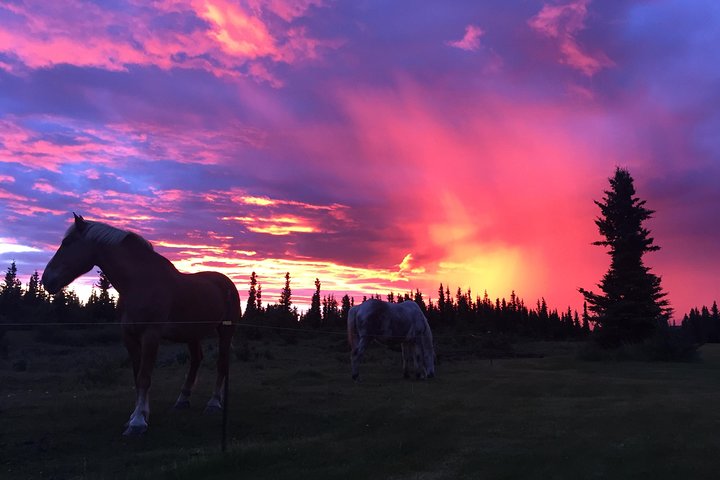 Horse-Drawn Covered Wagon Ride with Backcountry Dining