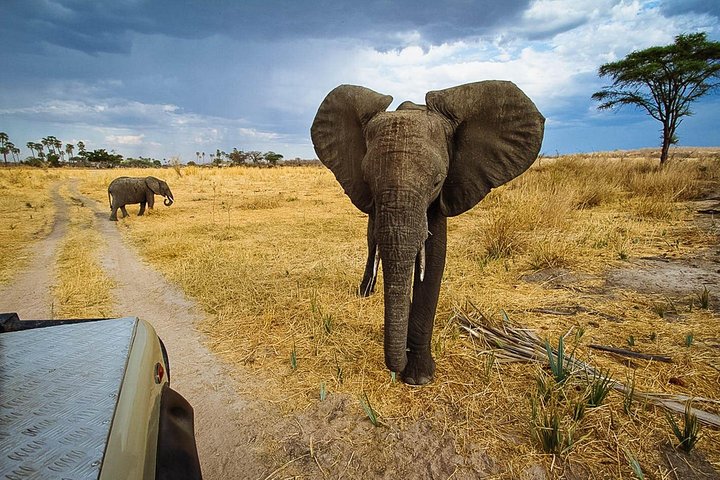 2 Days In Ruaha National Park.
