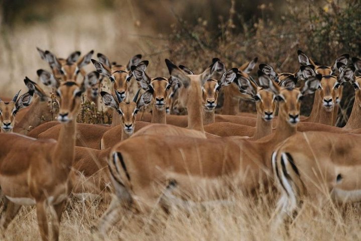 2 Days Mikumi National Park Tour
