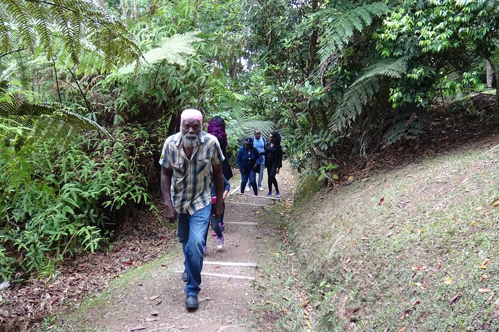 Blue Mountain Coffee and Sightseeing Tour