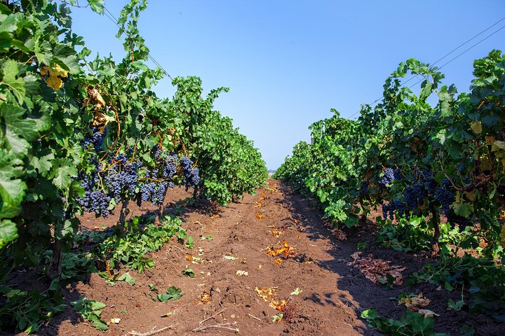 Special History And Wine Tour including Wine Tasting