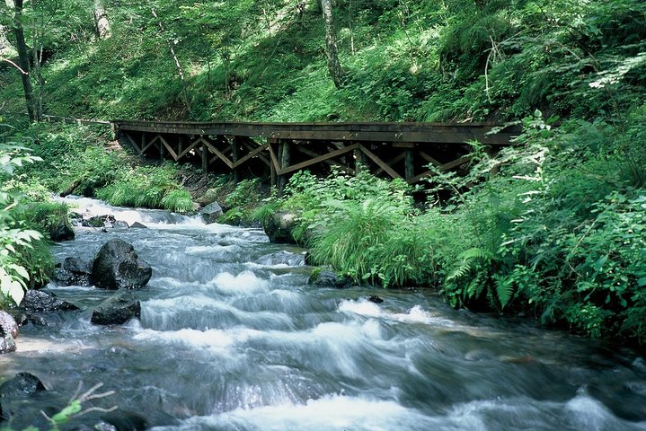 Relax and refresh in Karuizawa Forest! Shinanoji down trekking around two people